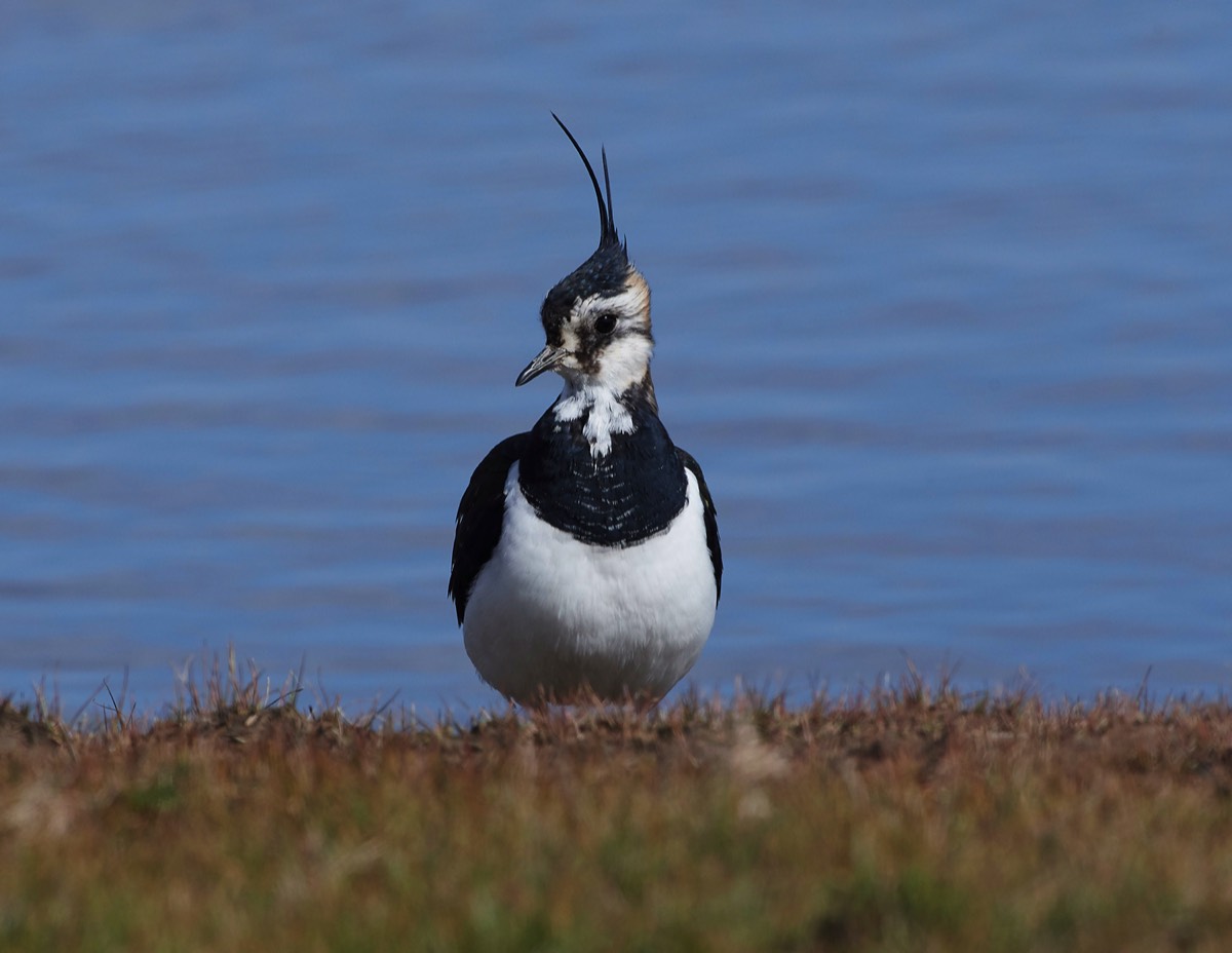 Lapwing - Cley 29/03/18