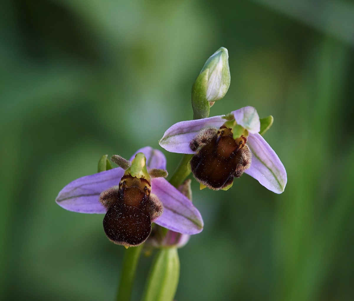 Bee Orchid - Radipole Lake 22/06/18