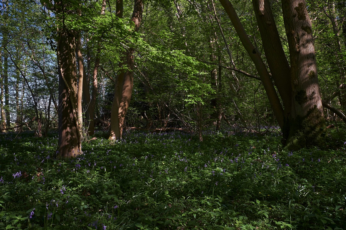 Lower Wood - Ashwellthorpe 05/05/18
