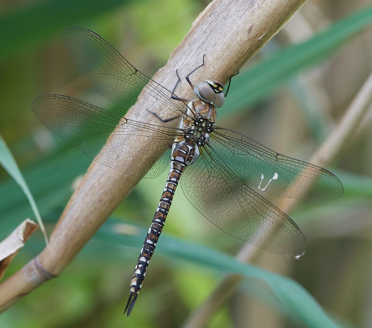 Dragonfly - Wood Walton fen 14/07/18