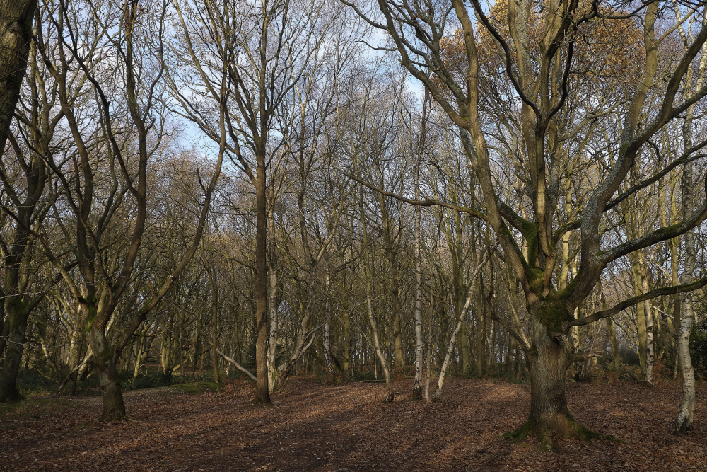 BawdeswellHeath151218-1