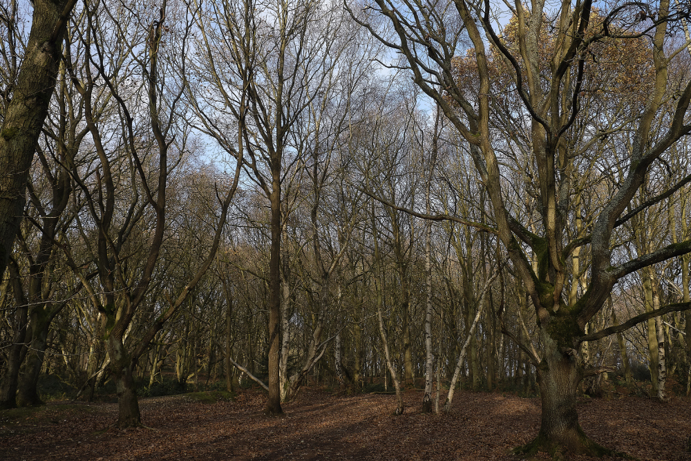 BawdeswellHeath151218-2