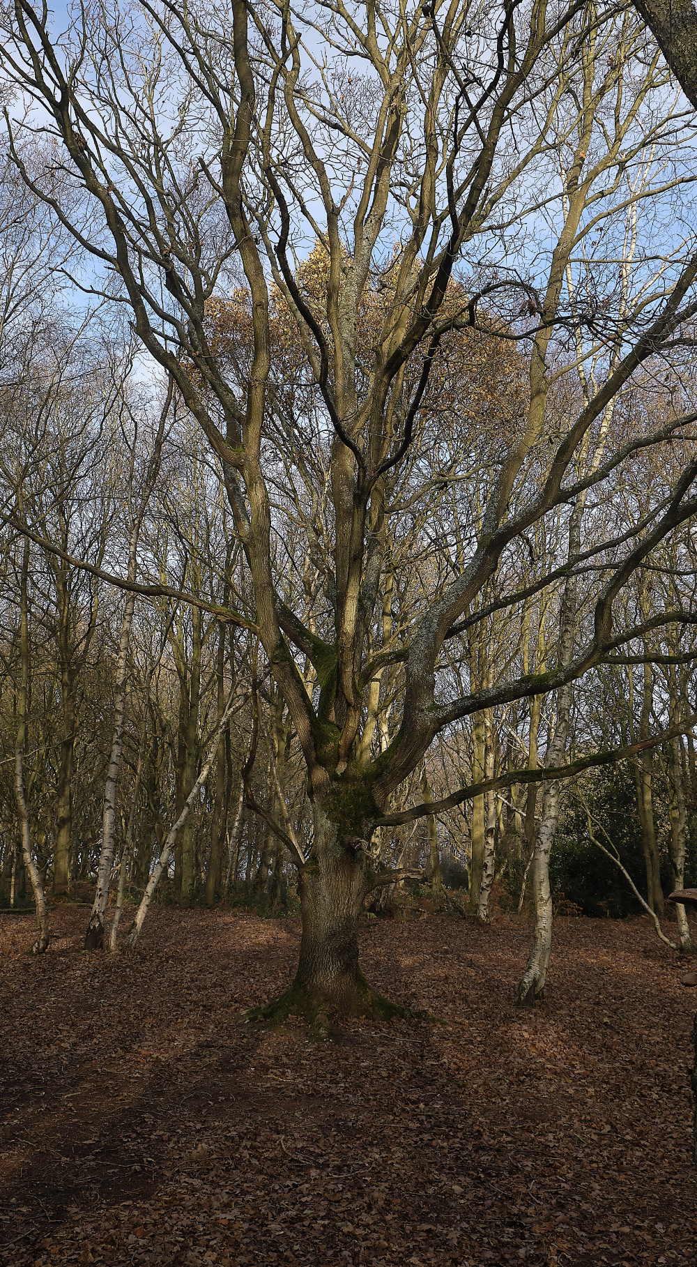 BawdeswellHeath151218-3