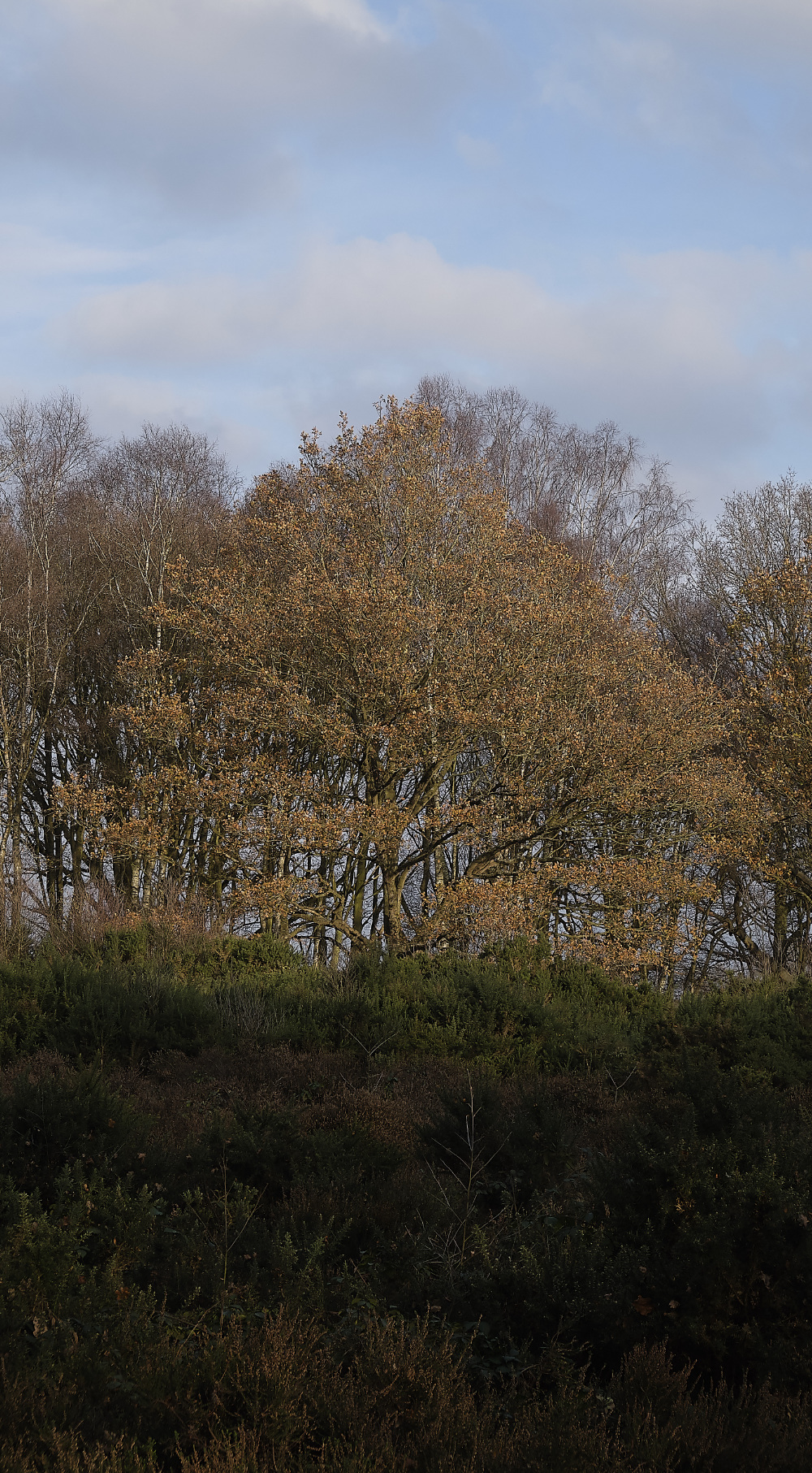 BawdeswellHeath151218-4