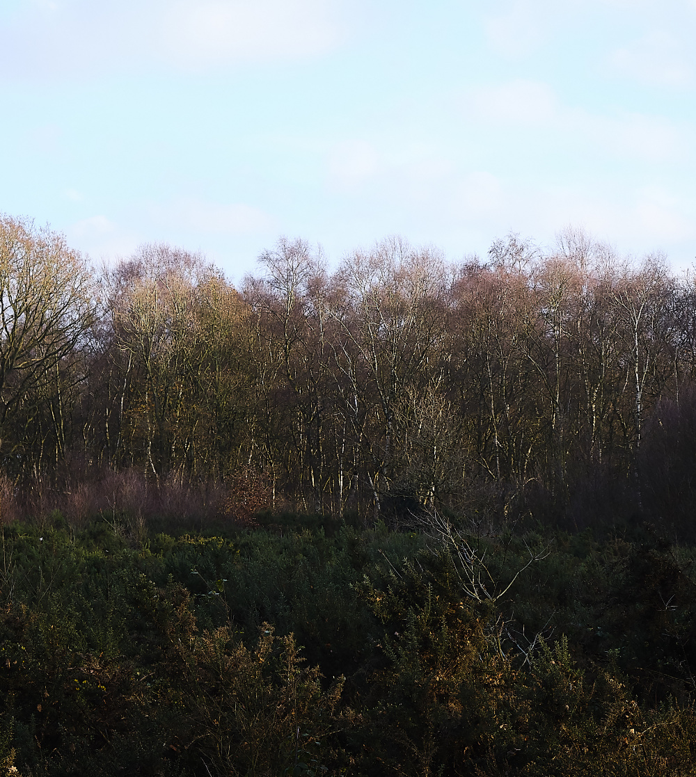 BawdeswellHeath151218-5