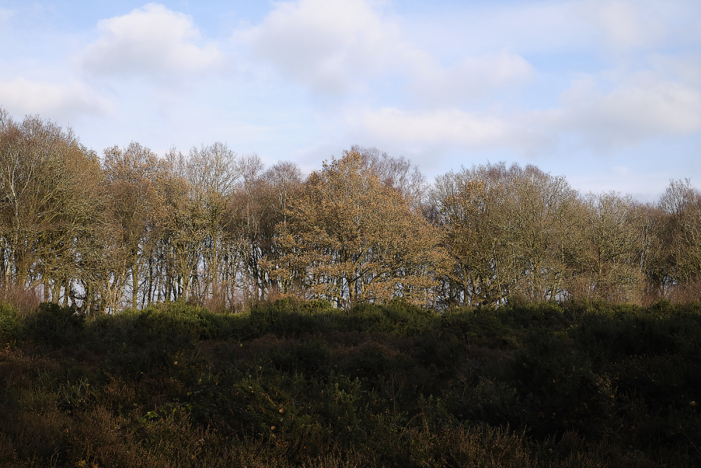 BawdeswellHeath151218-6