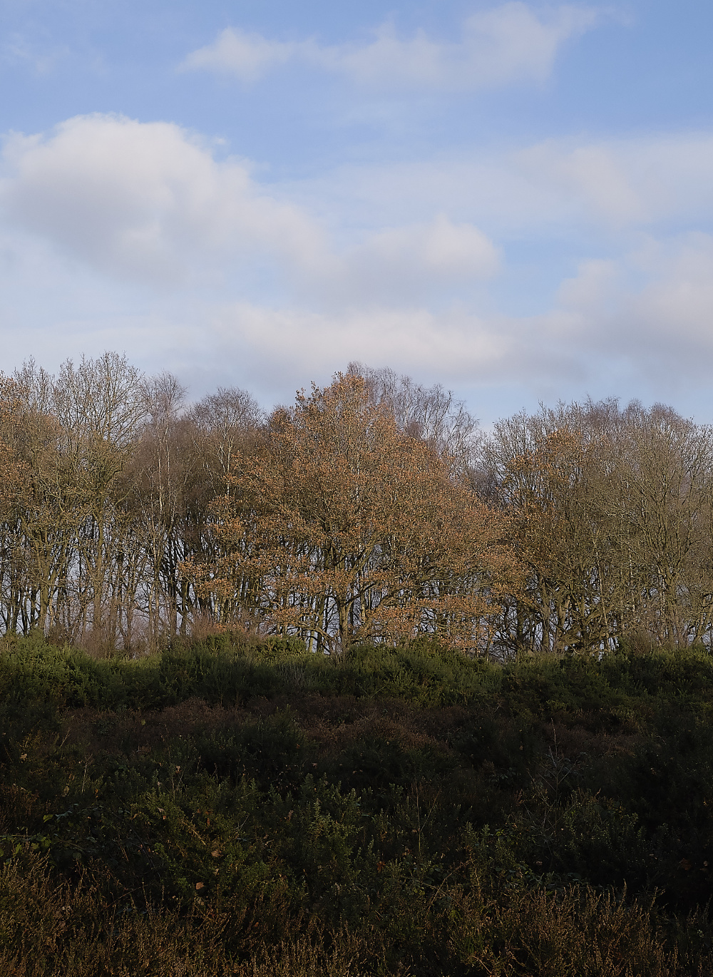 BawdeswellHeath151218-9