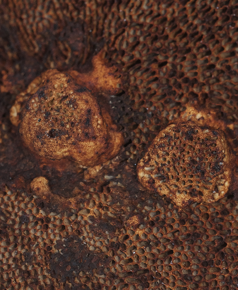 BawdeswellHeathBlushingBlewitt151218-1