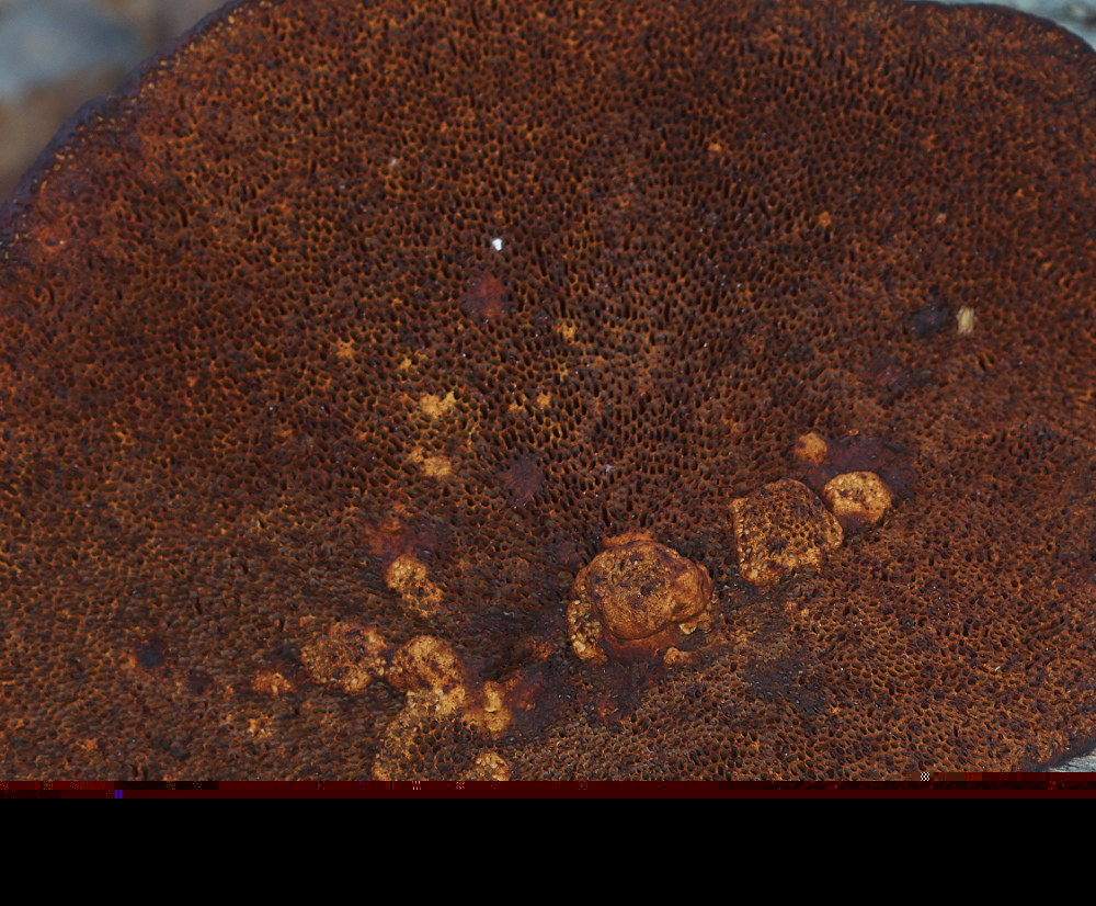 BawdeswellHeathBlushingBlewitt151218-2