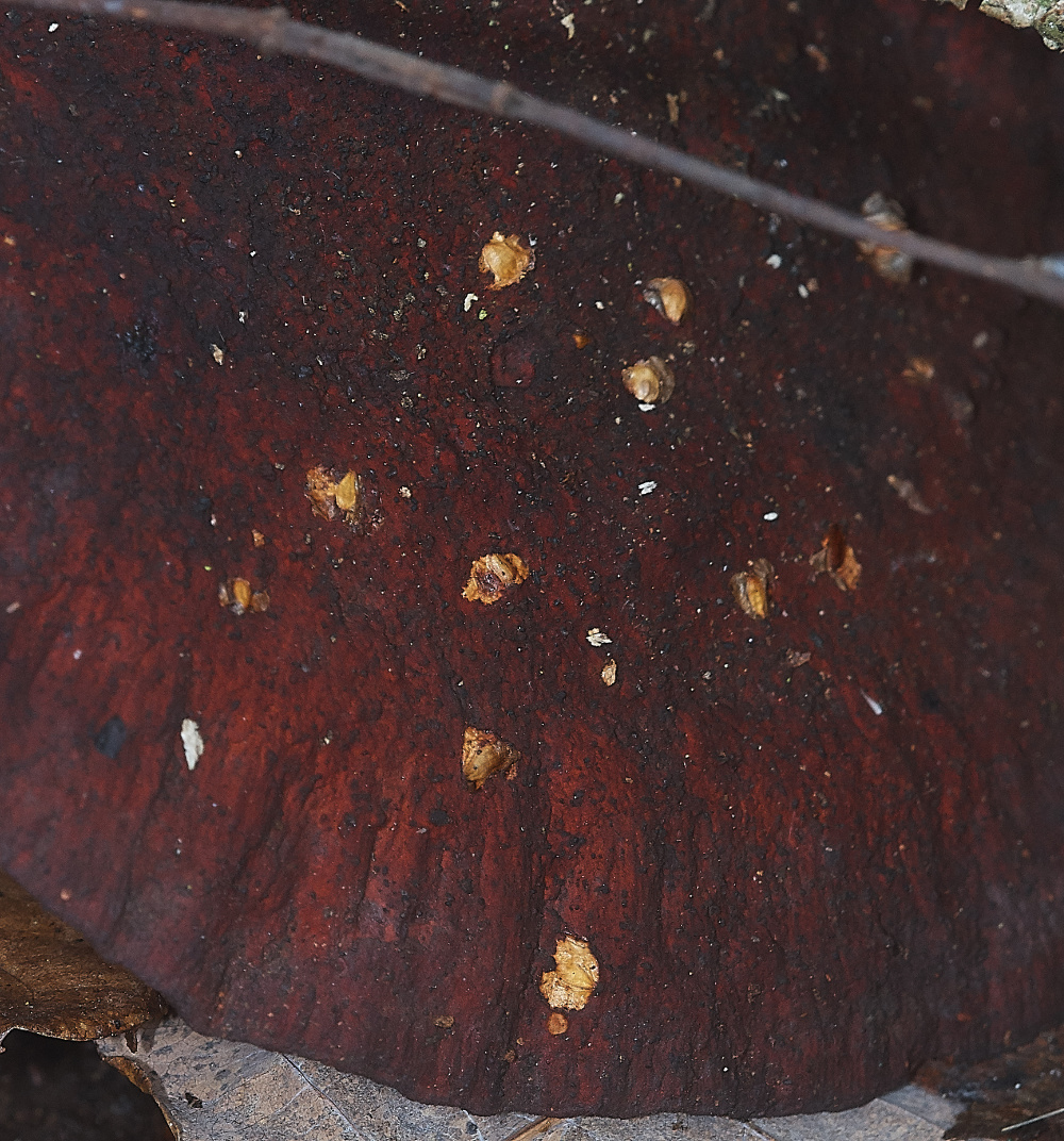 BawdeswellHeathBlushingBlewitt151218-3