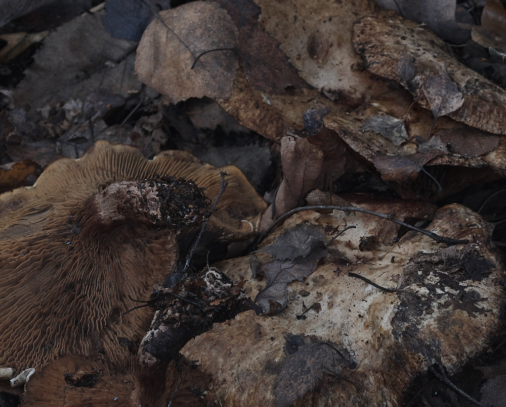 BawdeswellHeathBrownRollRim151218-1