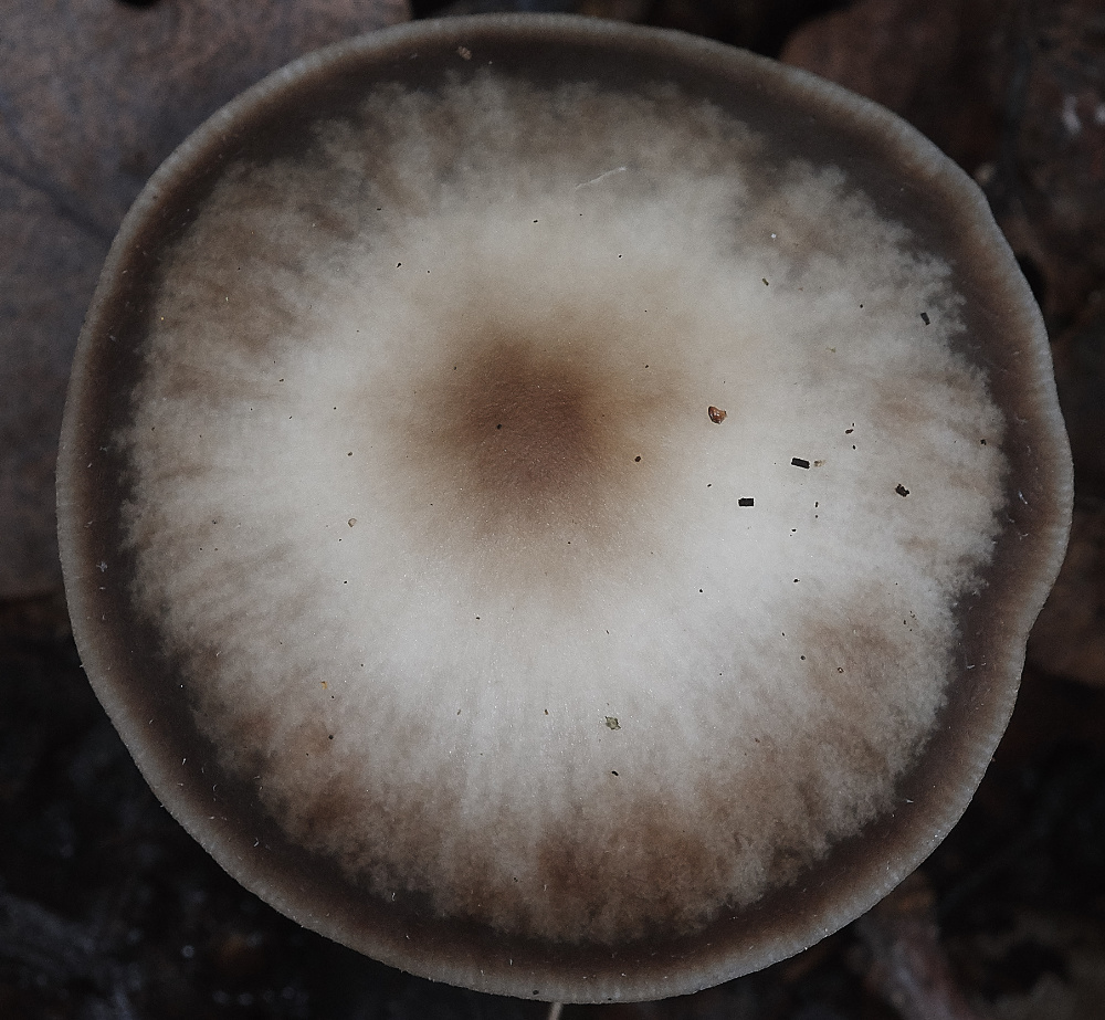 BawdeswellHeathButtercap151218-1