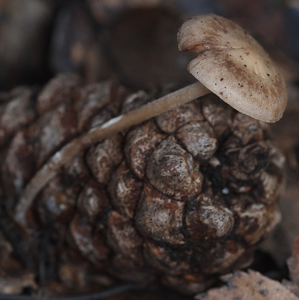 BawdeswellHeathConiferCap151218-1