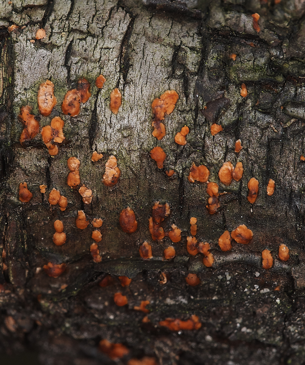 BawdeswellHeathCoralSpot151218-1