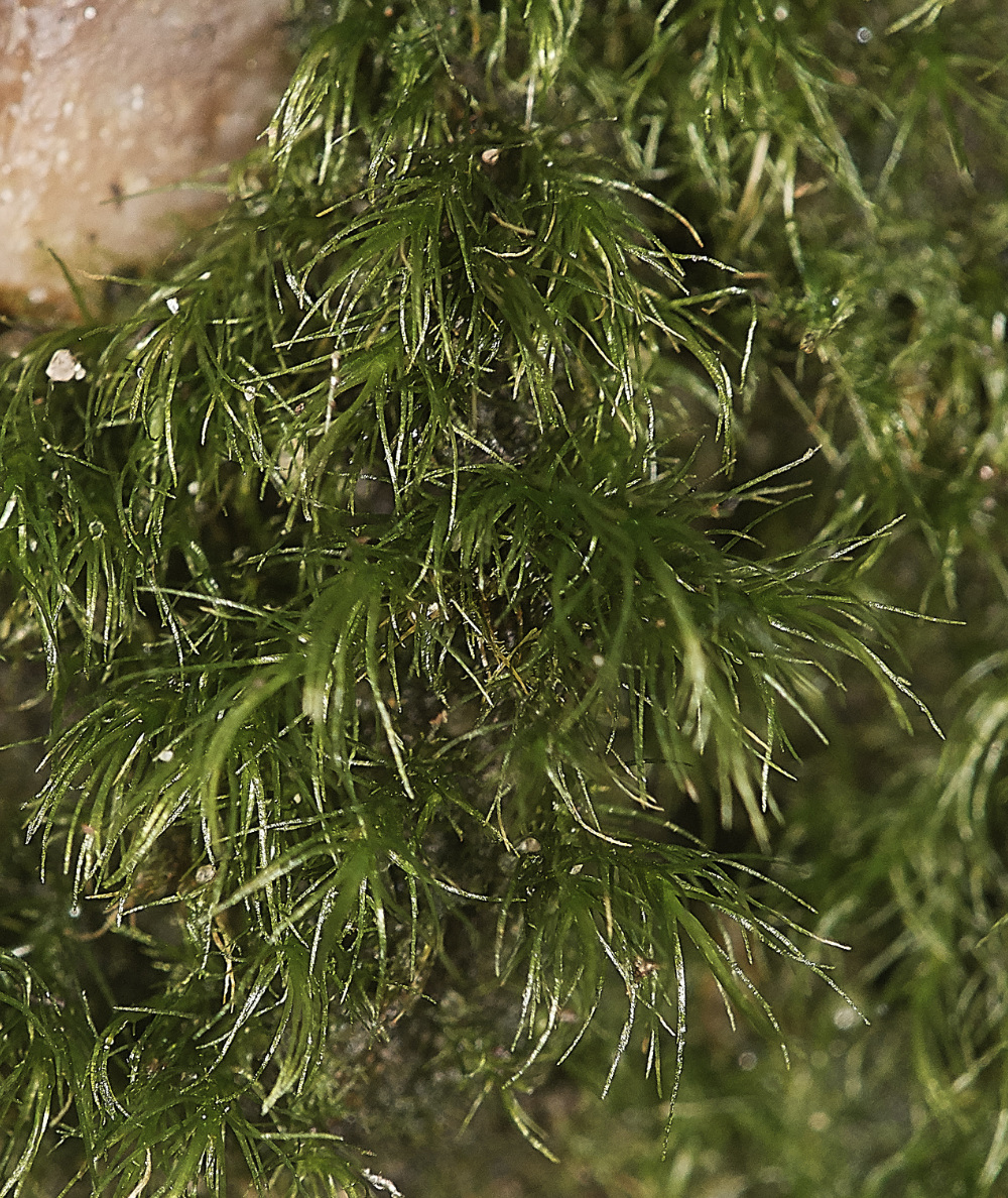 BawdeswellHeathDicranellaSp151218-1