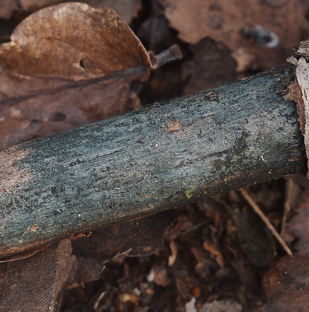 BawdeswellHeathGreenElfCup151218-1