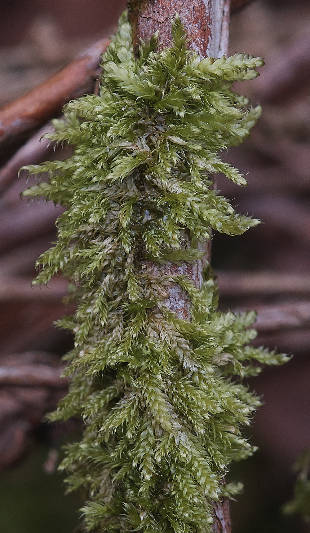 BawdeswellHeathHypnumcupressiforme151218-1