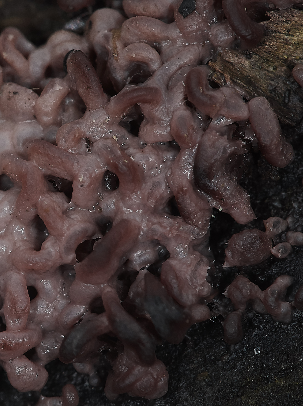 BawdeswellHeathJellyDisc151218-1