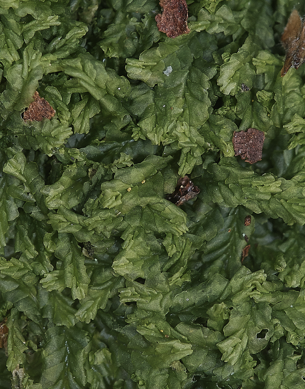 BawdeswellHeathLiverwort151218-1
