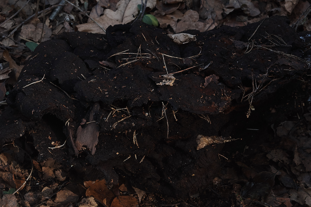 BawdeswellHeathMottlegill151218-1