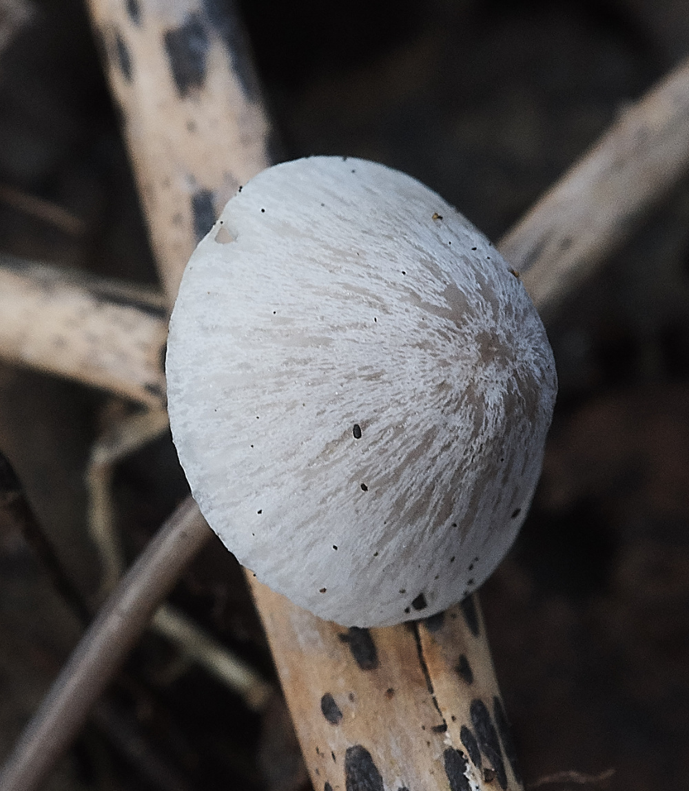 BawdeswellHeathMycenaeSp151218-1