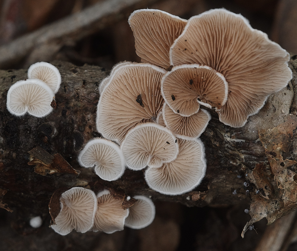 BawdeswellHeathOysterlingSp151218-1