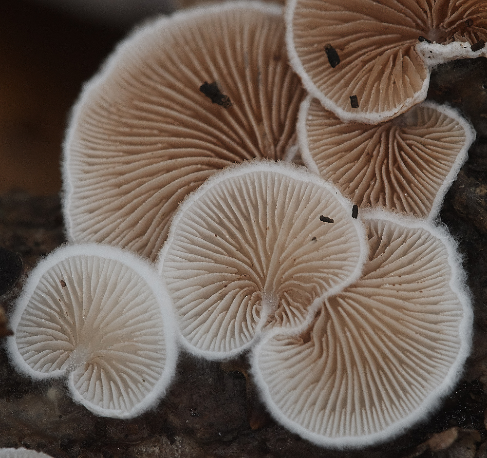 BawdeswellHeathOysterlingSp151218-2