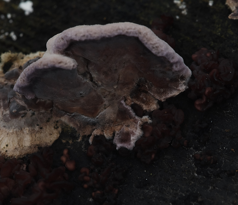 BawdeswellHeathShroom1151218-1