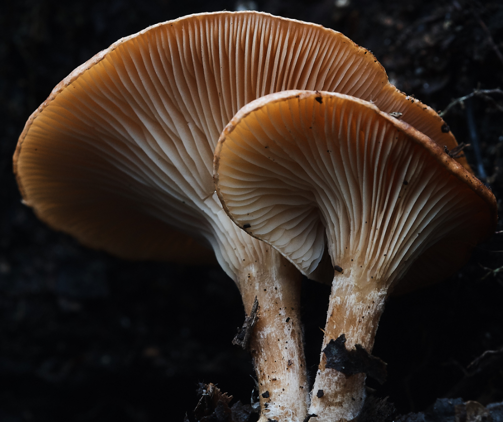 BawdeswellHeathShroom2151218-1