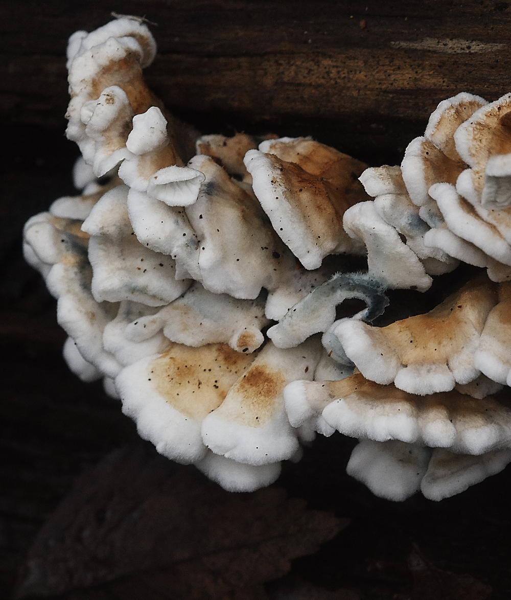 BawdeswellHeathShroom3151218-1