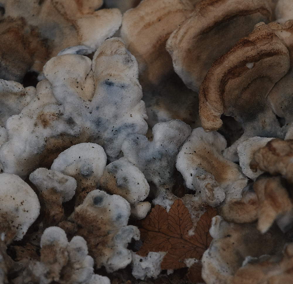 BawdeswellHeathShroom3151218-2