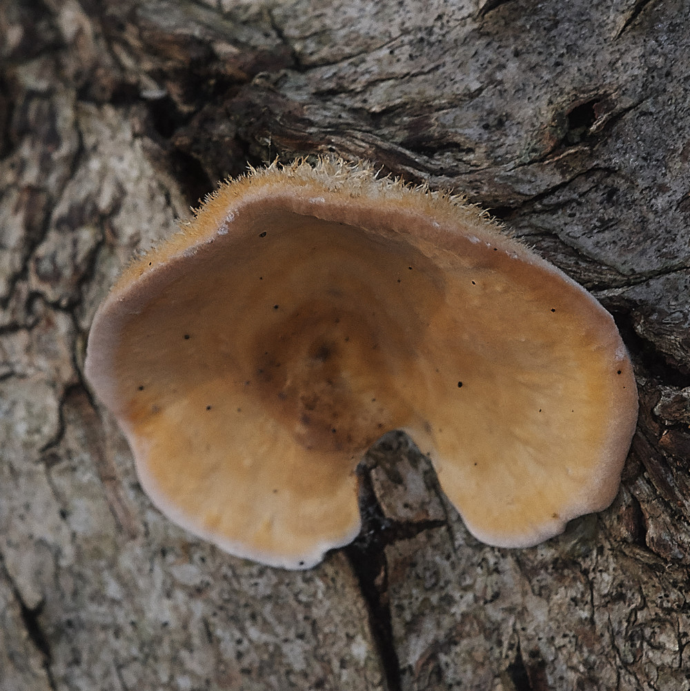 BawdeswellHeathShroom4151218-1