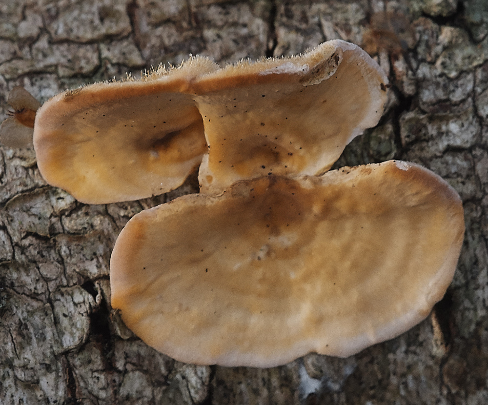 BawdeswellHeathShroom4151218-2