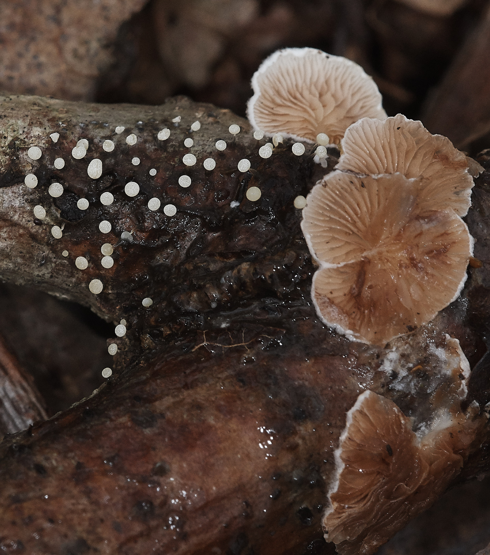 BawdeswellHeathSlimeMold151218-1