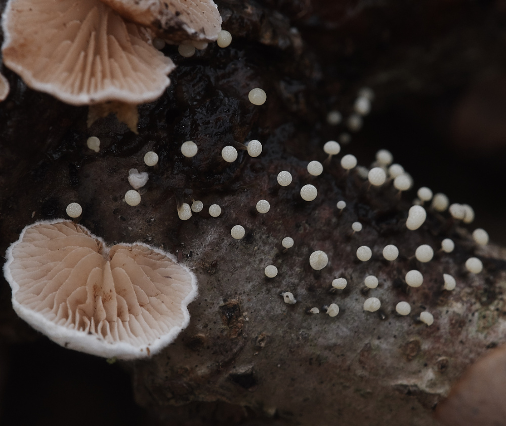 BawdeswellHeathSlimeMold151218-2