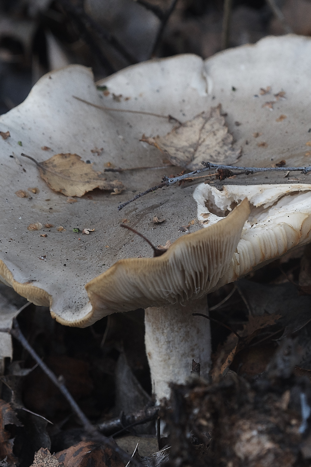 BawdeswellHeathSmokeyAgaric151218-2