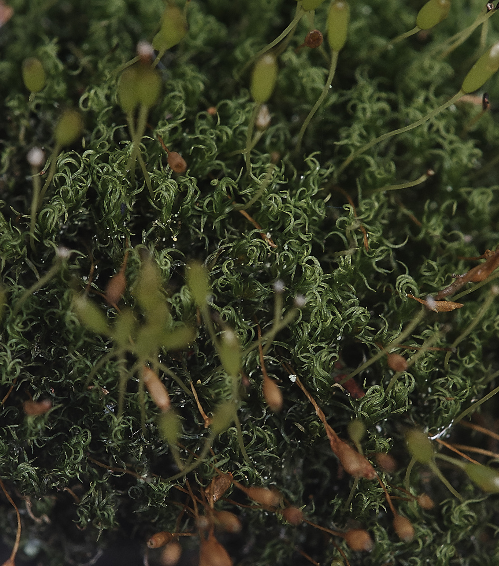 BawdeswellHeathUlotabruchii1151218-1