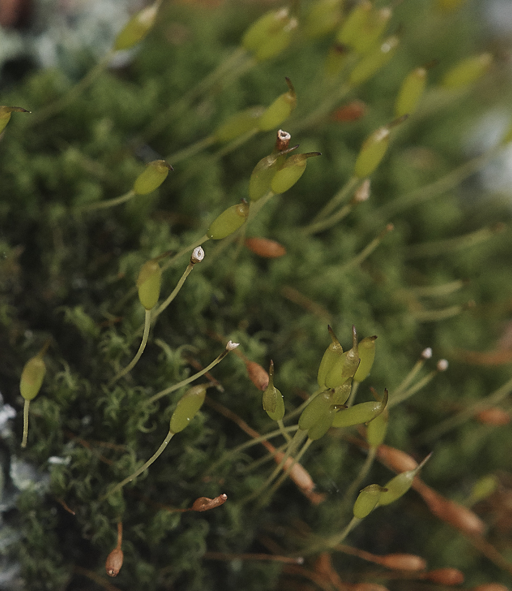 BawdeswellHeathUlotabruchii151218-2