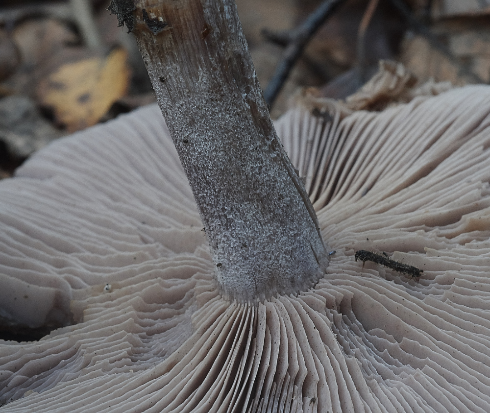 BawdeswellHeathWoodBlewitt151218-1