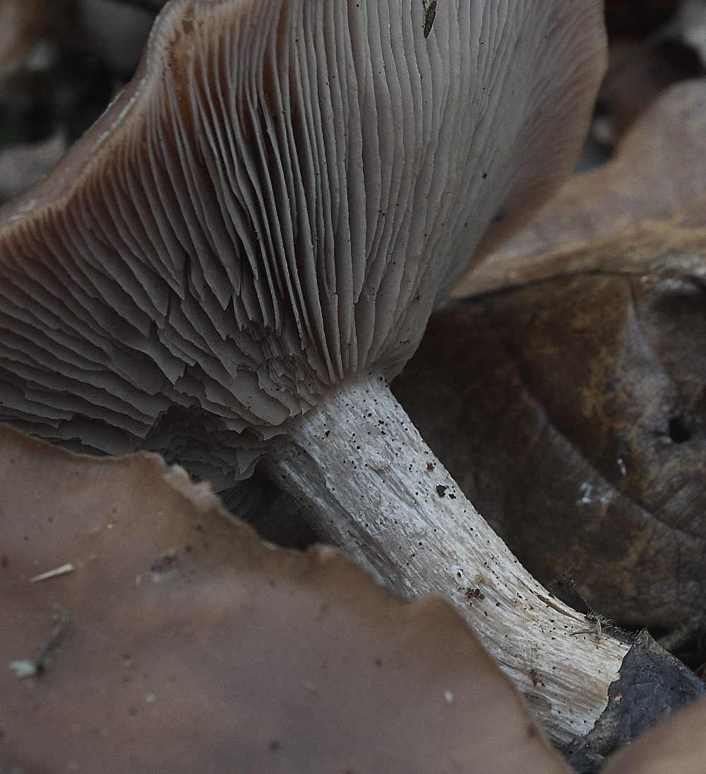 BawdeswellHeathWoodBlewitt151218-2