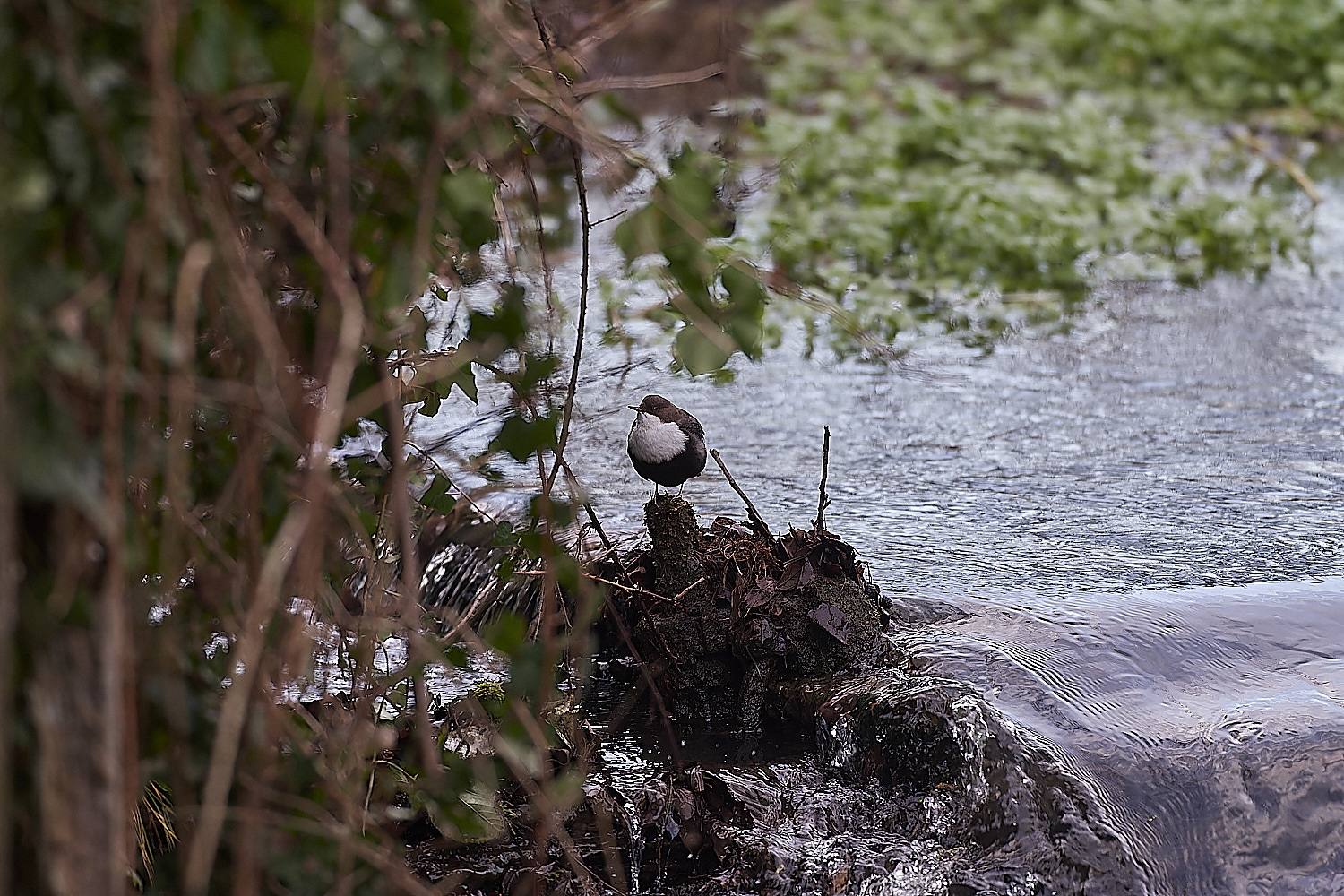 BriggateMillDipper291218-10-NEF_DxO_DeepPRIMEXD