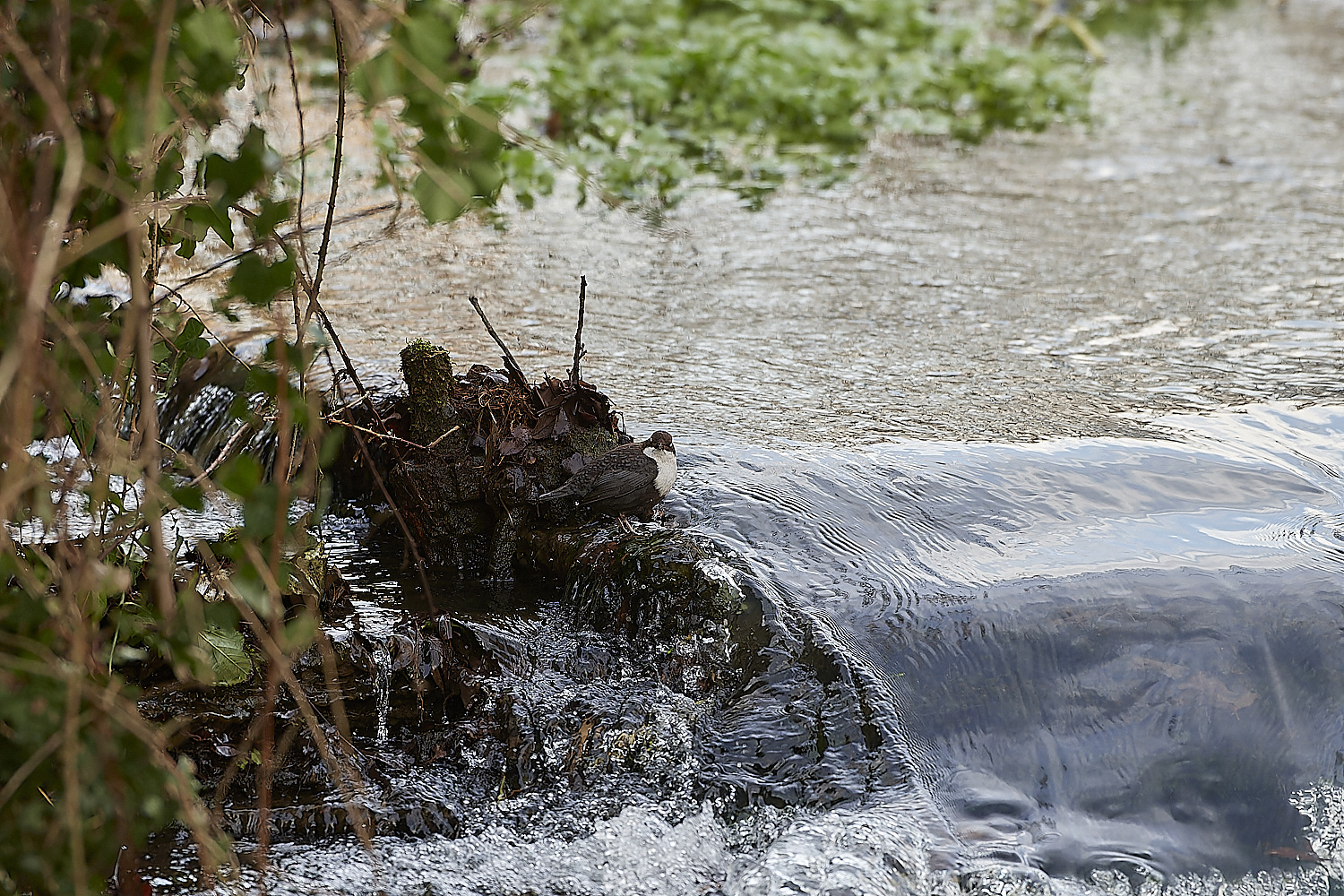 BriggateMillDipper291218-13-NEF_DxO_DeepPRIMEXD