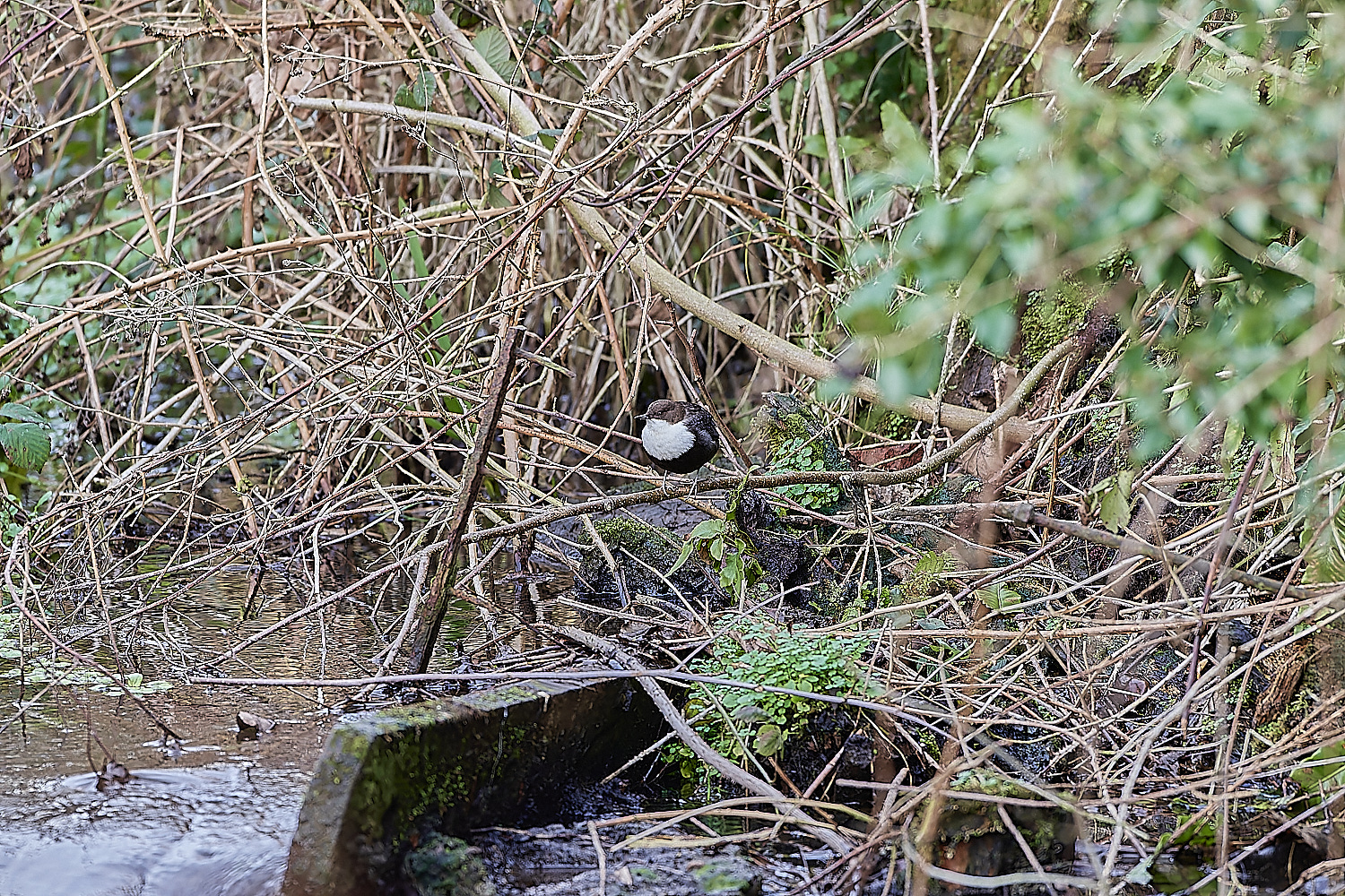 BriggateMillDipper291218-2-NEF_DxO_DeepPRIMEXD