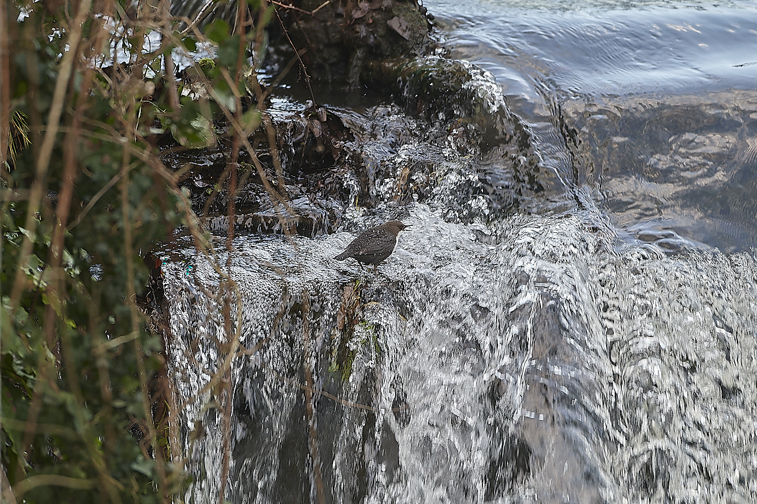 BriggateMillDipper291218-4-NEF_DxO_DeepPRIMEXD