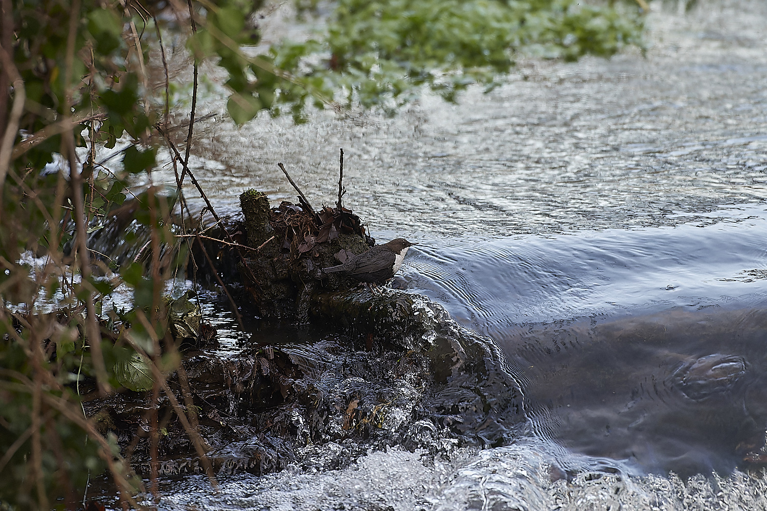 BriggateMillDipper291218-9-NEF_DxO_DeepPRIMEXD