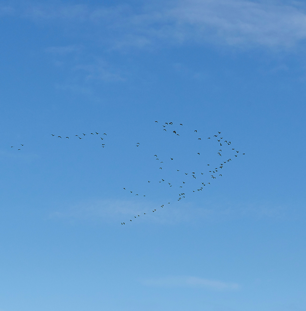 BurnhamMarket021218-13