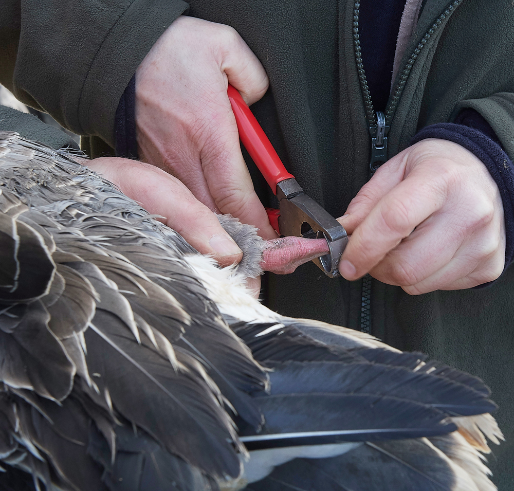 BurnhamMarket021218-21