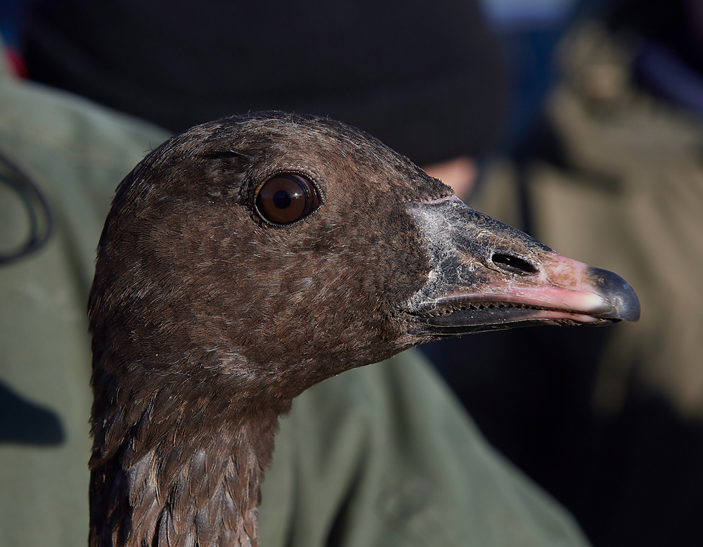 BurnhamMarket021218-23