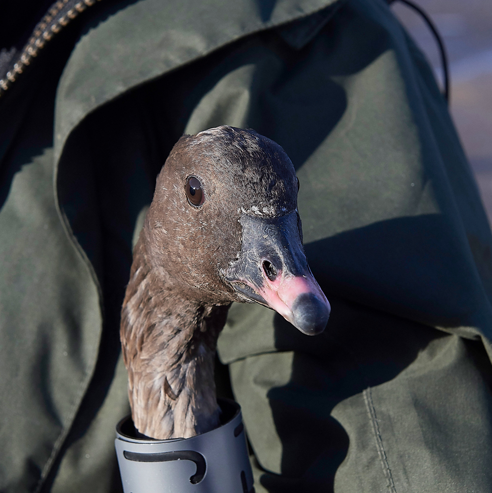 BurnhamMarket021218-30