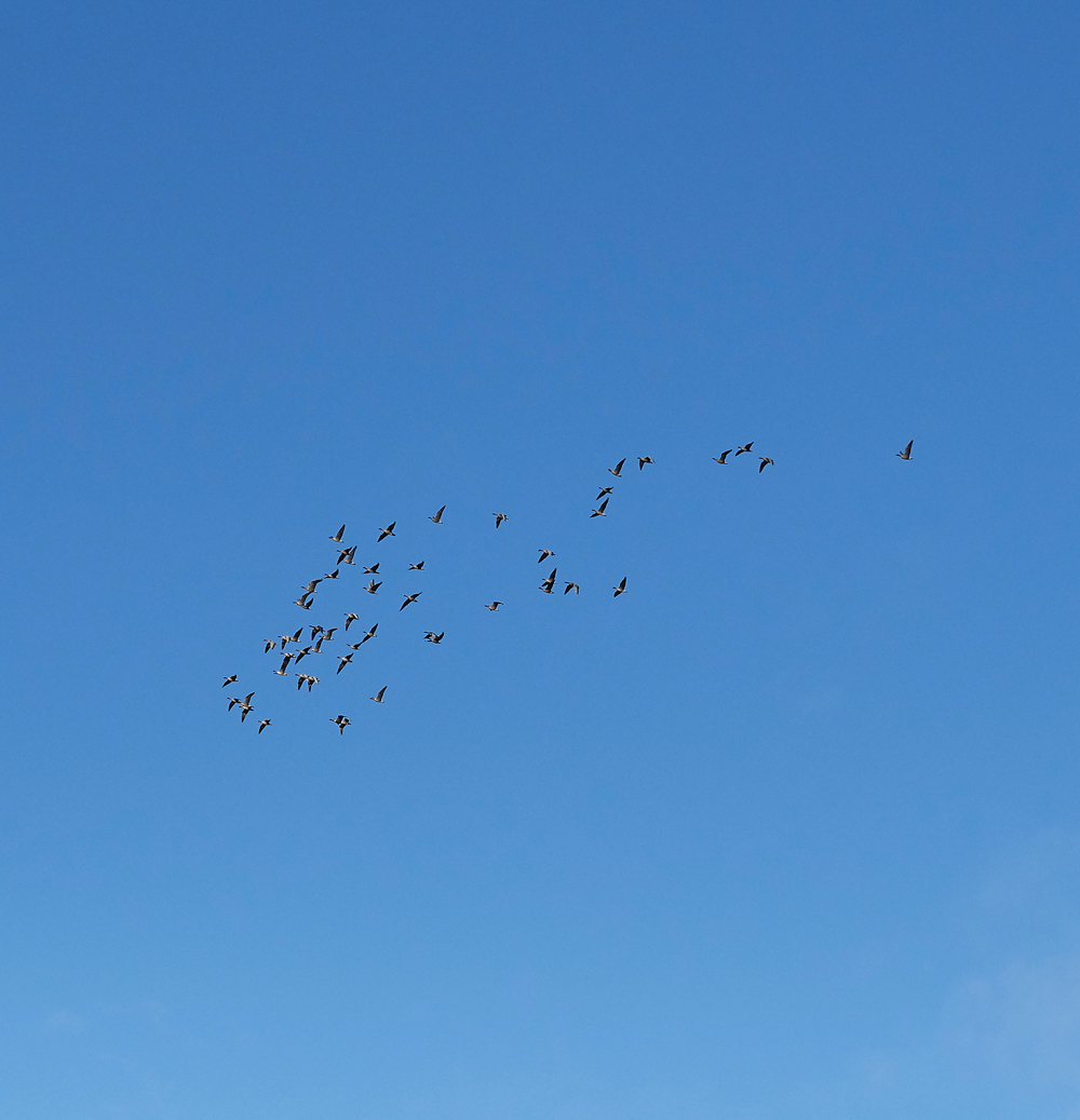 BurnhamMarket021218-31